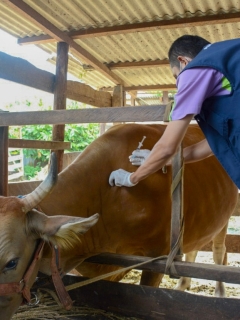 CSIRO desires access to import live foot-and-mouth illness infection to adequately evaluate vaccine
