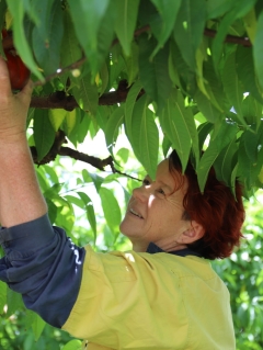 Expense of Christmas feast set to increase as La Niña devastations avo and stone fruit crops