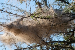 Researchers equated spiderwebs into music, and it’s enchanting