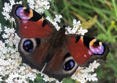 The Ultimate Death Stare: How Moth Wing Patterns Allow Them To Escape Death