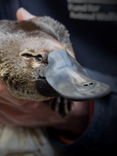 Popular city platypus passes away after ending up being twisted in twine