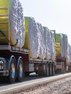 Leading End cotton crop left stranded in transportation crunch