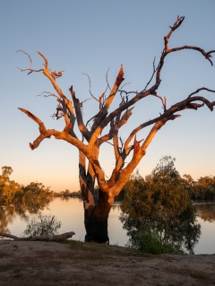 Murray-Darling Basin’s brand-new employer states require to include Indigenous understanding in water management