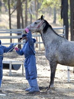 Court dismisses $53 million Hendra vaccine negative effects class action by horse owners