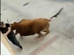 Viral video: Man directly gets away deadly attacks throughout scary bull race; web shocked