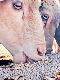 WA Department of Primary Industries tracing sheep motions after virulent footrot found in state