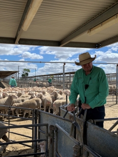 Sheep, livestock rates fall as farmers ‘gotten up’ in go to Christmas