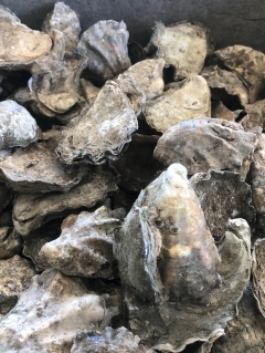 ‘Fat, plump oysters for Christmas’: Seafood market ideas numerous joyful season