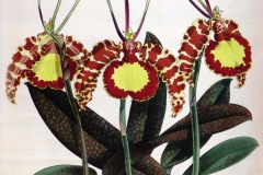 Orchidomania: A history of our fascination with orchids