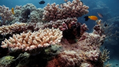 UN report: Australia’s Great Barrier Reef need to be positioned ‘in risk’ list