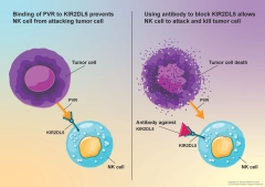 Appealing New Cancer Therapy Developed by Albert Einstein College of Medicine