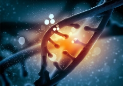 Freshly Discovered Cluster of Genes Increases Longevity