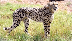 All 8 cheetahs vacated quarantine at Kuno National forest