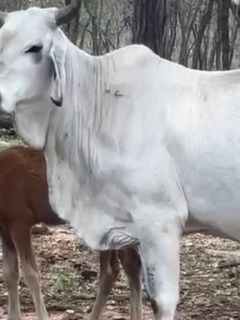 ‘I’ve never ever seen that in my life’: Cow showers and feeds orphaned wild foal on livestock station