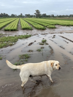 Parts of local Queensland copping a drenching as BOM projections more storms and possible hail