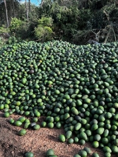 Another ‘avolanche’ is looming. Who will consume all these avocados?