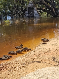 Operate on generators as South Australians brace for Murray flood peak