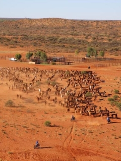 Kimberley pastoralists initially in line for federal government land destruction overhaul