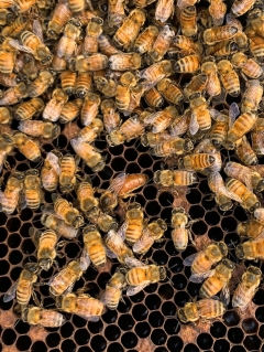 Queen bee breeders fear for future as control procedures continue to take toll