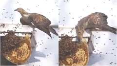 Video of bird feasting on a beehive intrigues the Internet. Enjoy