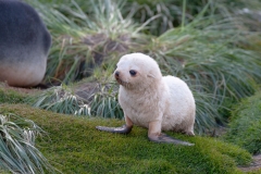 Conserving seals might come at the expense of delicate plants