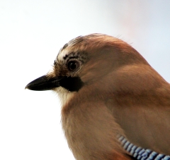 Similar to Humans– More Intelligent Jays Have This Characteristic