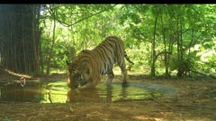 Towns surrounding TS, Maharashtra in worry over tiger attacks