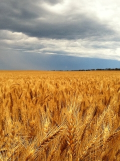 ‘Science communicators’ change BOM forecasters on radio weather condition updates