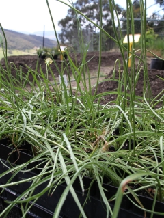 Could we see more Indigenous foods in our diet plan as the environment modifications?