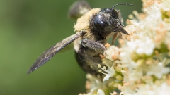 Sunflowers assistance bees beat parasites. Now we understand how.