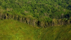 Logging and Its Effect on earth