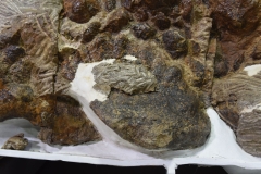 Lively ankylosaurs clubbed each other with their tails