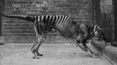 The last Tasmanian tiger’s remains were lastly discovered– in a cabinet