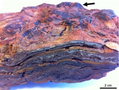 Earth’s Oldest Stromatolites and New Prospects for the Look For Life on Mars