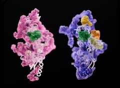 Mitoribosome Assembly: How a Cell’s Mitochondria Make Their Own Protein Factories