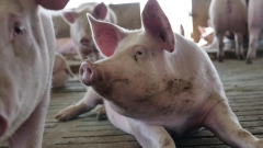 Australia looks for Japanese sleeping sickness infection vaccine for pigs, horses in the middle of animals hazard – ABC News