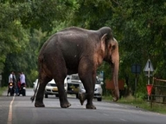 Viral video: Elephant obediently follows directions to get X-ray at laboratory