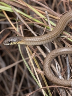 Recently found legless lizard triggers action versus mine growth