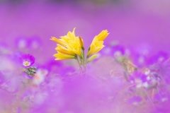 Researchers Reveal the Invisible Secret Behind Spectacular Blooms worldwide’s Driest Desert