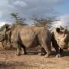 A huge action towards producing rhino gametes