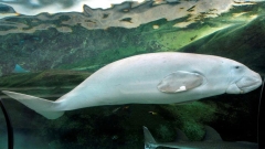 Marine mammal Dugongs face termination hazard, exposes watchlist