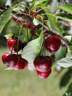 WA growers have actually simply begun selecting cherries, however state there will be plenty around for Christmas