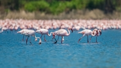 Flamingoes end up being an unexpected source of pride in Mumbai