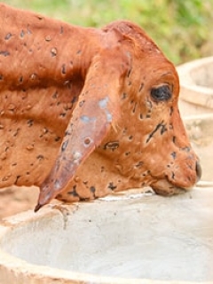 Australian farmers on alert as another ravaging livestock illness spreads out through Indonesia