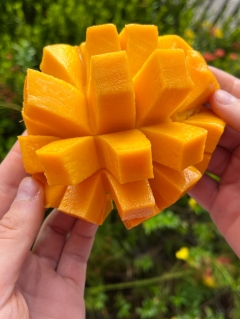 Mangoes set to be the fruit of summer season as rates drop