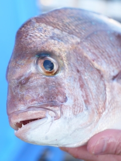 Issues ‘social relationships’ of WA fisheries officers are impeding battle versus prohibited fishing