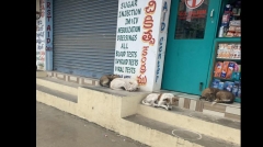 Roaming pet hazard widespread in Tirupati city, residents in worry