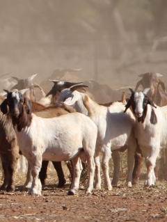 Goat meat rates slip $5 a kg as supply rises