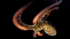 This octopus was captured safeguarding its area– by tossing things