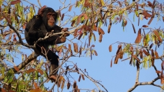 Foraging in trees may have pressed human forefathers to stroll on 2 feet